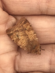 Diarsia rubi