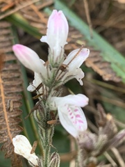 Isoglossa macowanii
