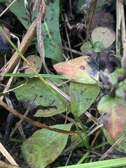 Isoglossa macowanii