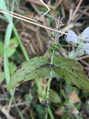 Isoglossa macowanii
