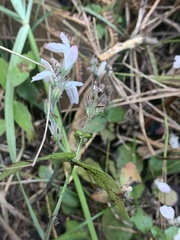 Isoglossa macowanii