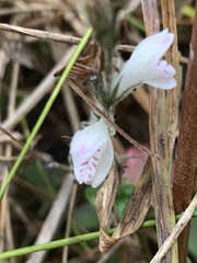 Isoglossa macowanii