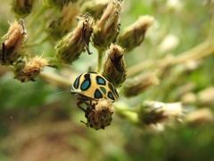 Sphaerocoris annulus