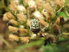 Sphaerocoris annulus