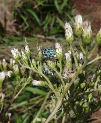 Sphaerocoris annulus