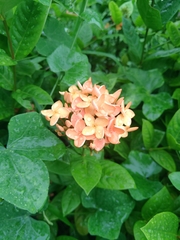 Ixora chinensis