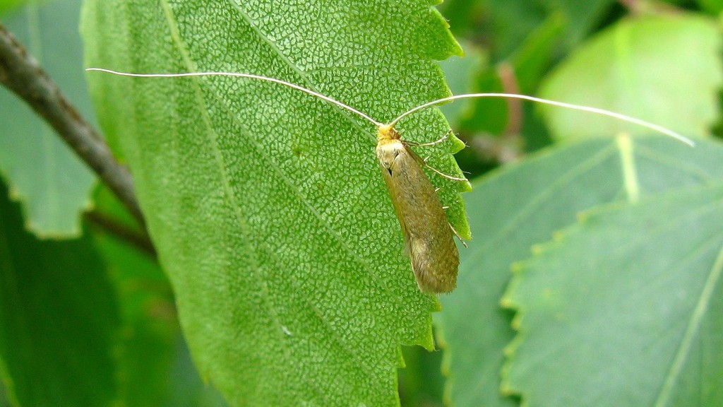 Sandy Longhorn