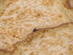 Ephydra