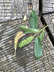 Salix lucida