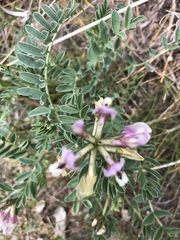 Astragalus cibarius