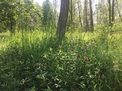 Trifolium medium