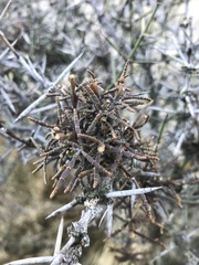 Korthalsella clavata