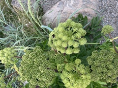 Angelica archangelica