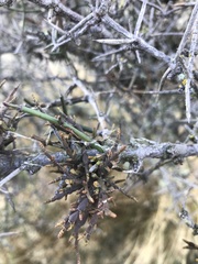 Korthalsella clavata