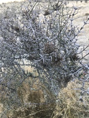 Korthalsella clavata