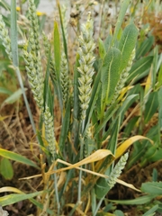 Triticum