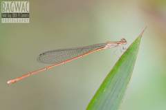 Aciagrion pallidum