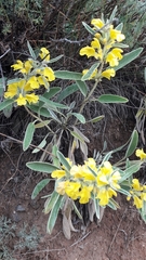 Phlomis armeniaca