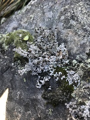 Stereocaulon colensoi