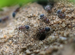 Meranoplus bicolor