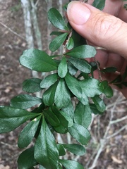 Graptophyllum excelsum