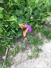 Boloria euphrosyne