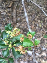 Cupaniopsis wadsworthii