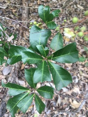 Cupaniopsis wadsworthii