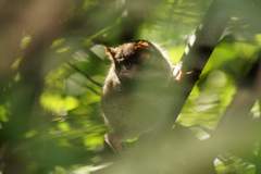 Tarsius spectrumgurskyae