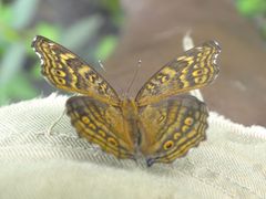 Junonia chorimene
