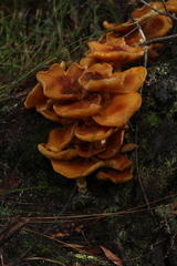 Armillaria luteobubalina