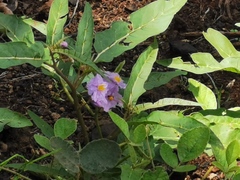 Solanum limitare