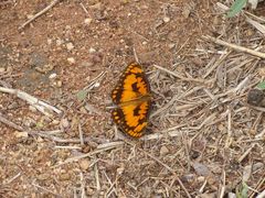 Byblia anvatara crameri