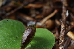 Corybas recurvus