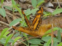 Byblia anvatara crameri