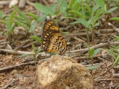 Byblia anvatara crameri