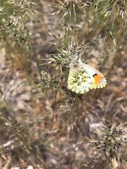 Anthocharis julia sulfuris