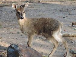Bush Duiker (Sylvicapra grimmia)