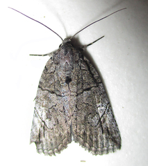 Prionofrontia strigata
