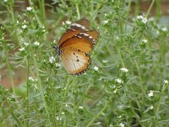 Danaus chrysippus alcippus