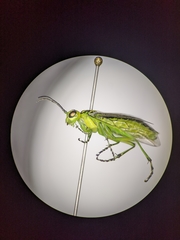 Rhogogaster viridis