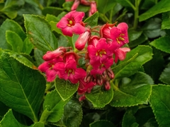 Escallonia rubra