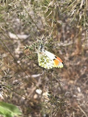 Anthocharis julia sulfuris