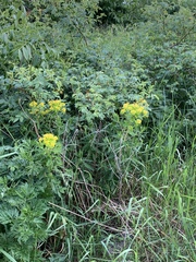 Euphorbia palustris