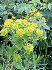Euphorbia palustris