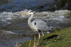 Ardea cinerea