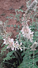 Onobrychis hypargyrea