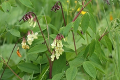 Lathyrus laevigatus