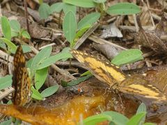Byblia anvatara crameri