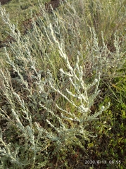 Artemisia nitrosa